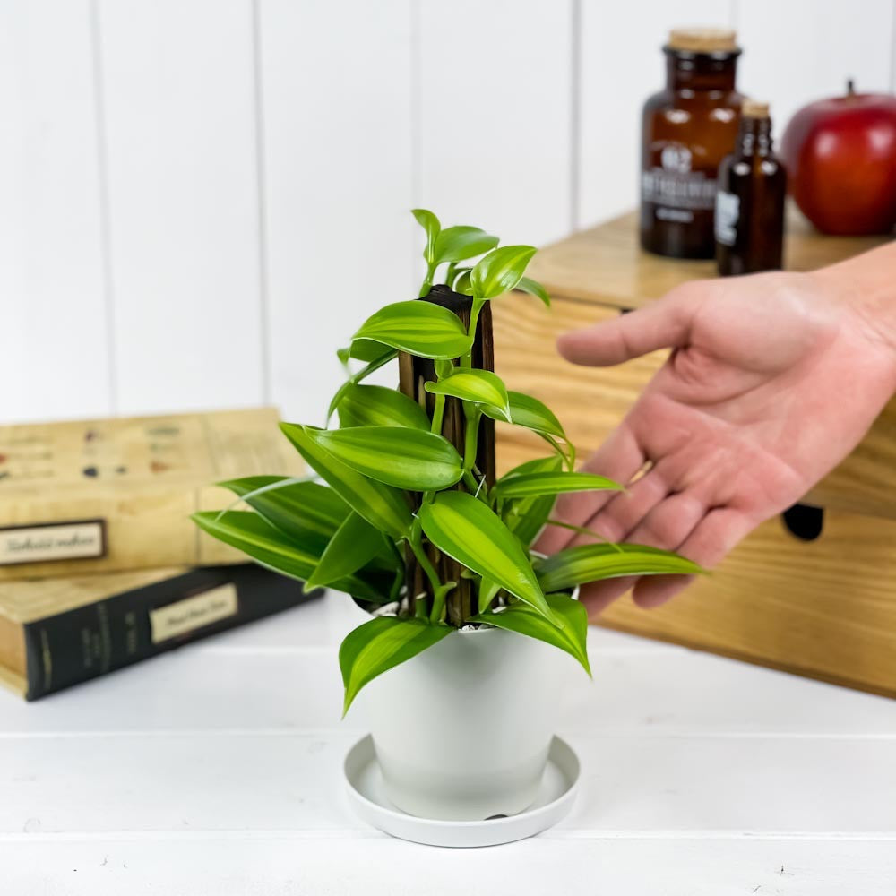 PLANCHU 観葉植物 バニラの木 3.5号鉢 受け皿付き 育て方説明書付き Vanilla planifolia 洋ラン