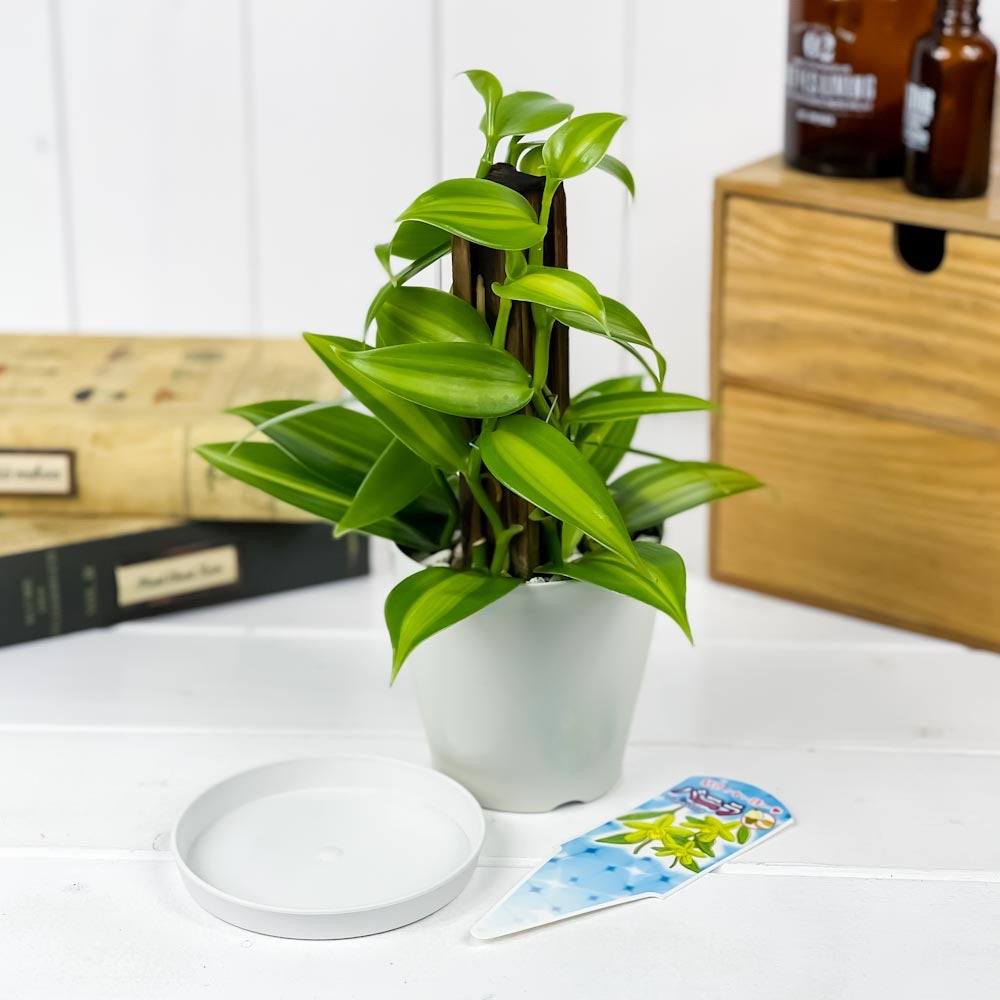 PLANCHU 観葉植物 バニラの木 3.5号鉢 受け皿付き 育て方説明書付き Vanilla planifolia 洋ラン