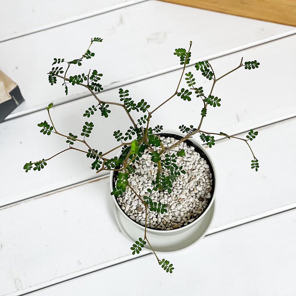 PLANCHU 観葉植物 メルヘンの木 ソフォラ リトルベイビー 3.5号鉢 受け皿付き 育て方説明書付き Sophora prostrata ‘Little Baby’ プロストラータ