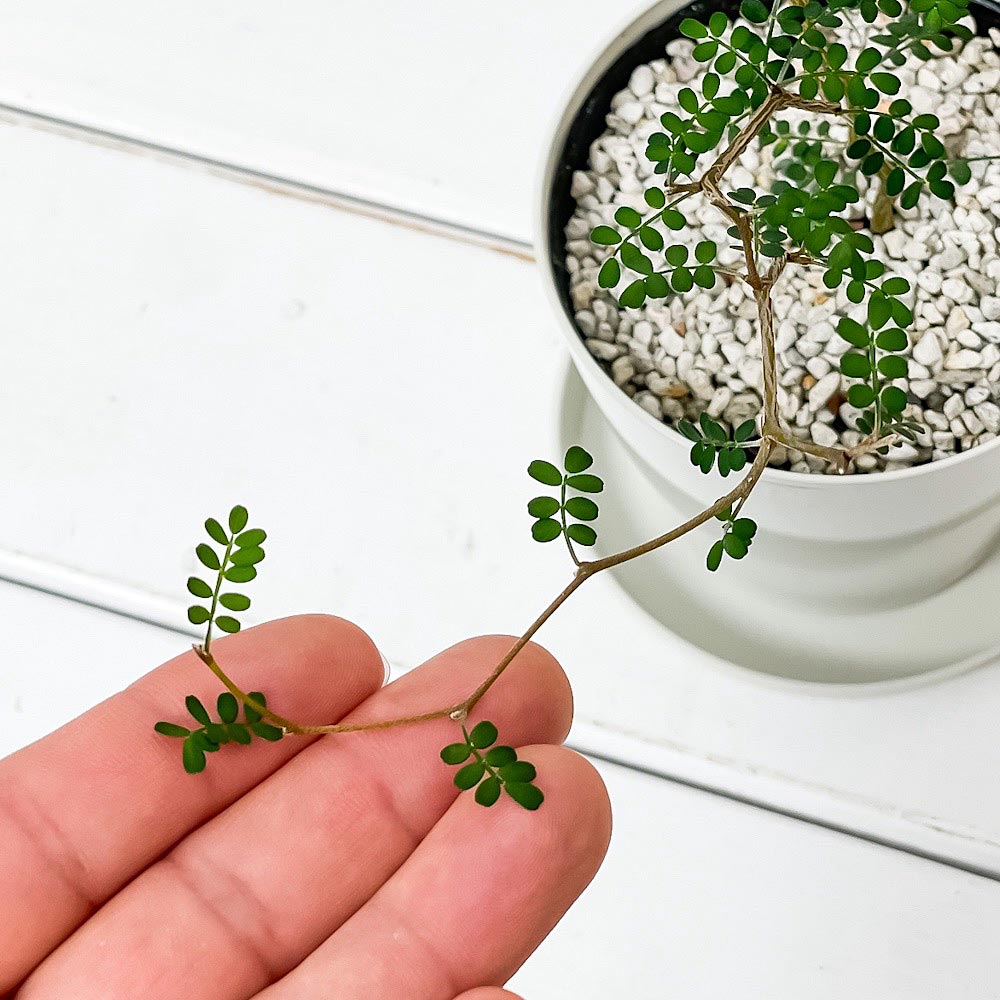 PLANCHU 観葉植物 メルヘンの木 ソフォラ リトルベイビー 3.5号鉢 受け皿付き 育て方説明書付き Sophora prostrata ‘Little Baby’ プロストラータ