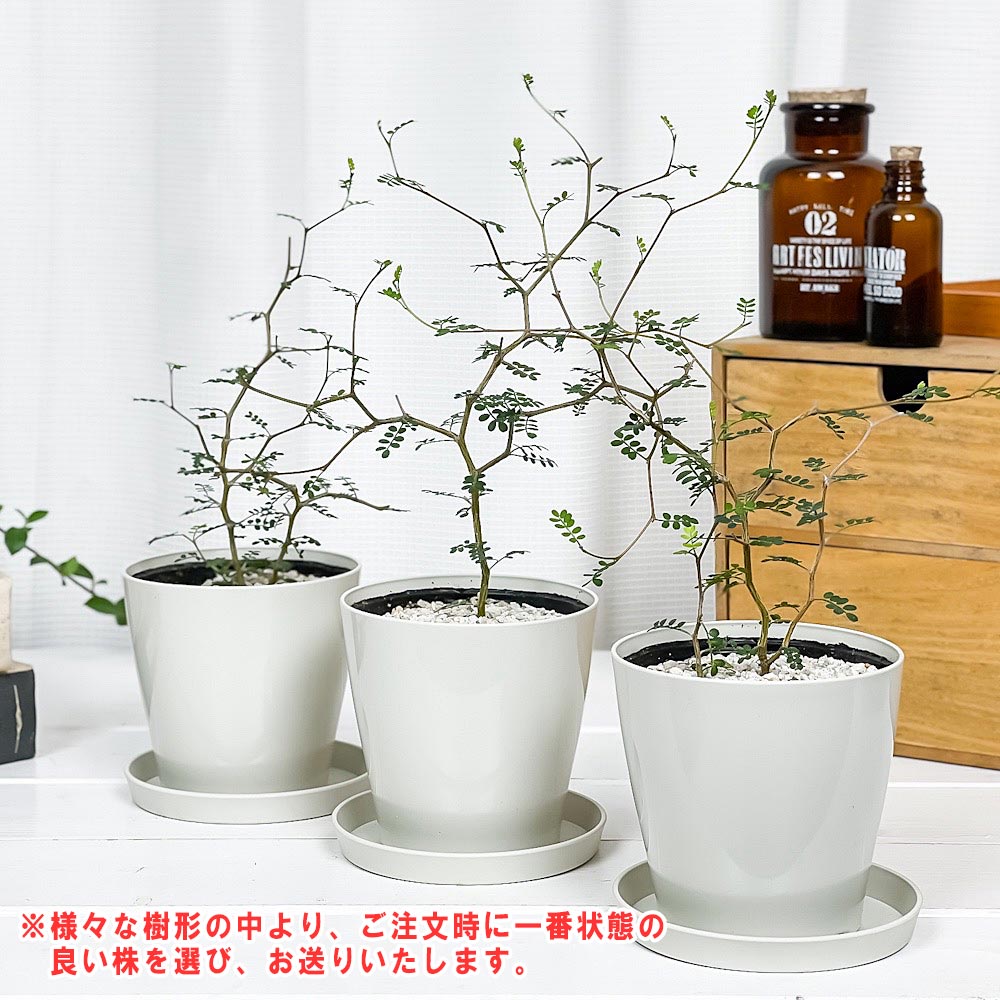PLANCHU 観葉植物 メルヘンの木 ソフォラ リトルベイビー 3.5号鉢 受け皿付き 育て方説明書付き Sophora prostrata ‘Little Baby’ プロストラータ