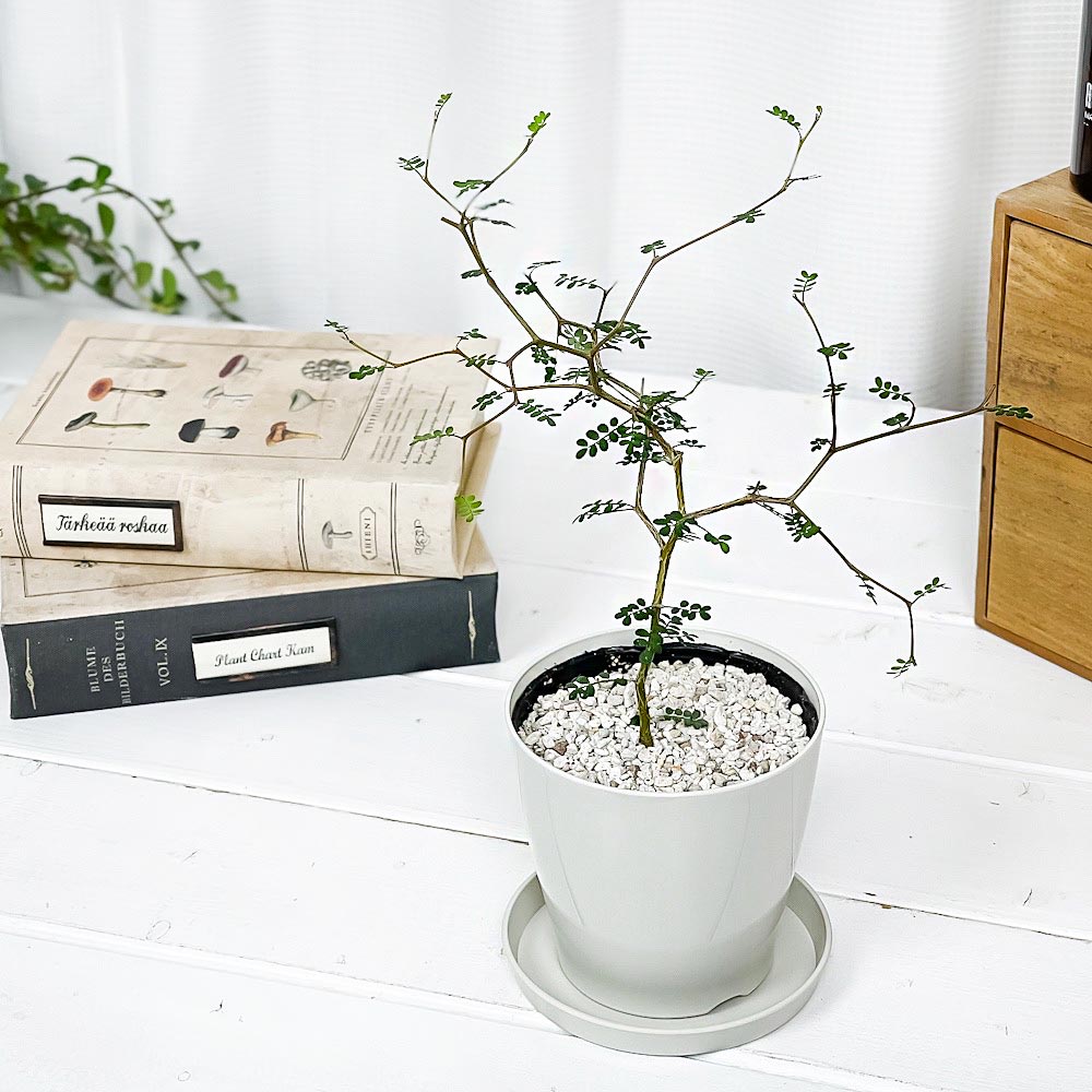 PLANCHU 観葉植物 メルヘンの木 ソフォラ リトルベイビー 3.5号鉢 受け皿付き 育て方説明書付き Sophora prostrata ‘Little Baby’ プロストラータ