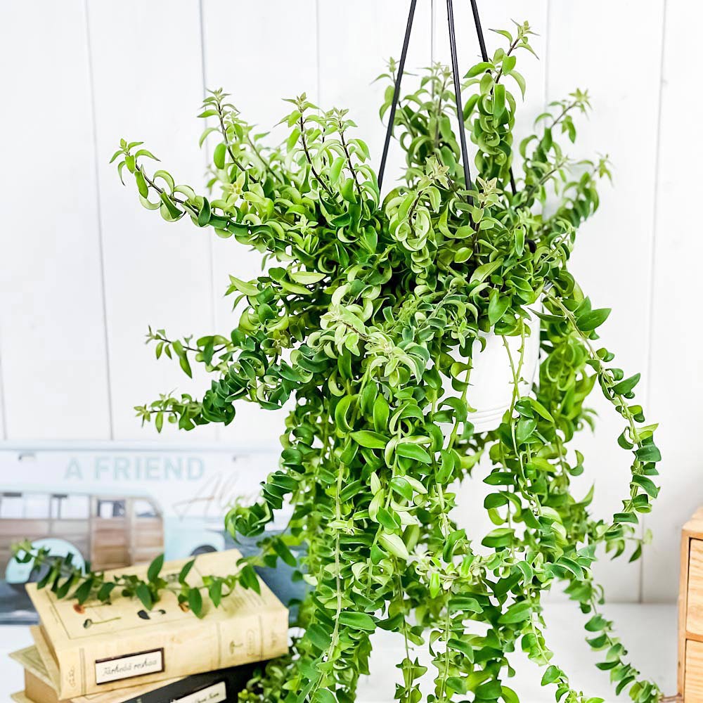 PLANCHU 観葉植物 エスキナンサス ツイスター 5号吊り鉢 Aeschynanthus ‘Twister’