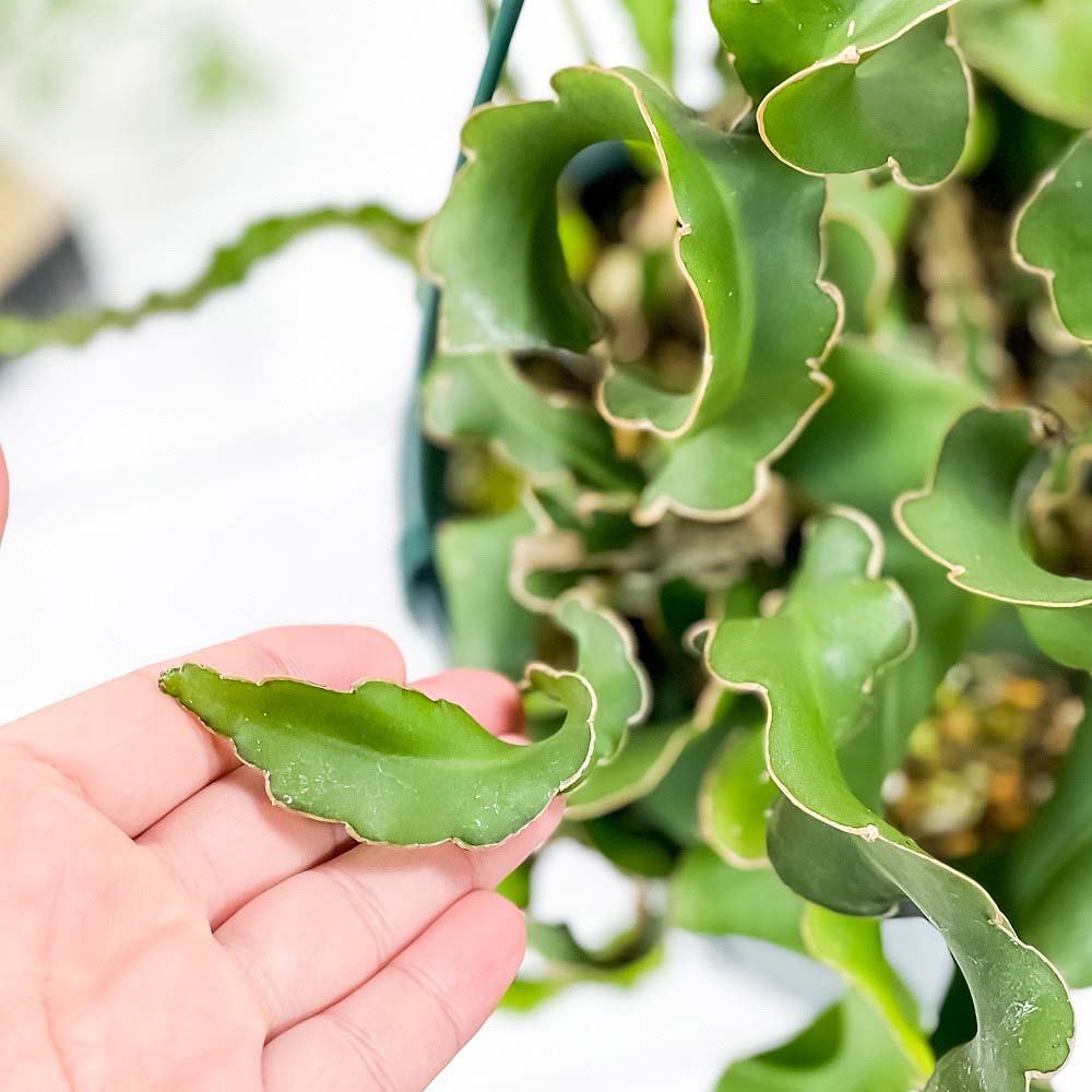 PLANCHU 観葉植物 エピフィルム グアテマレンシス 6号吊り鉢 育て方説明書付き Epiphyllum guatemalense エピフィラム ミニドラゴンフルーツ 森林性サボテン