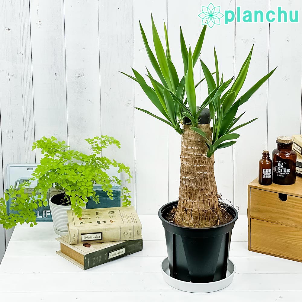 PLANCHU 観葉植物 ユッカ グアテマレンシス 6号鉢 受け皿付き 育て方
