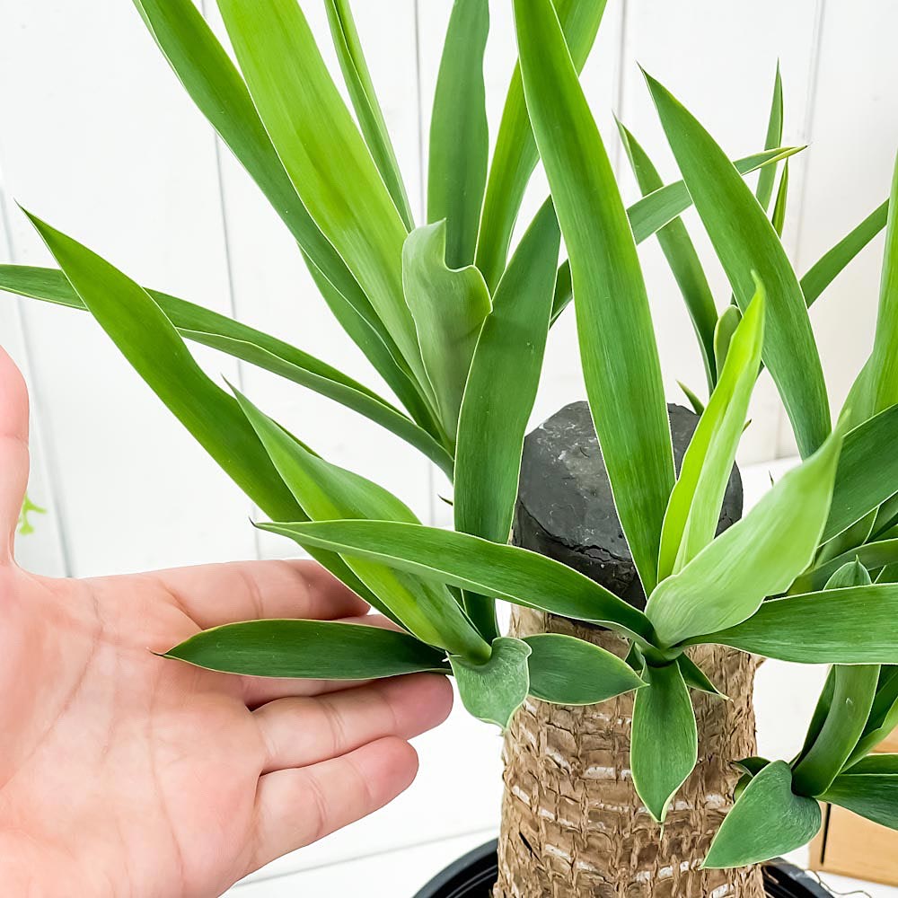 PLANCHU 観葉植物 ユッカ グアテマレンシス 6号鉢 受け皿付き 育て方説明書付き Yucca guatemalensis マヤツリー