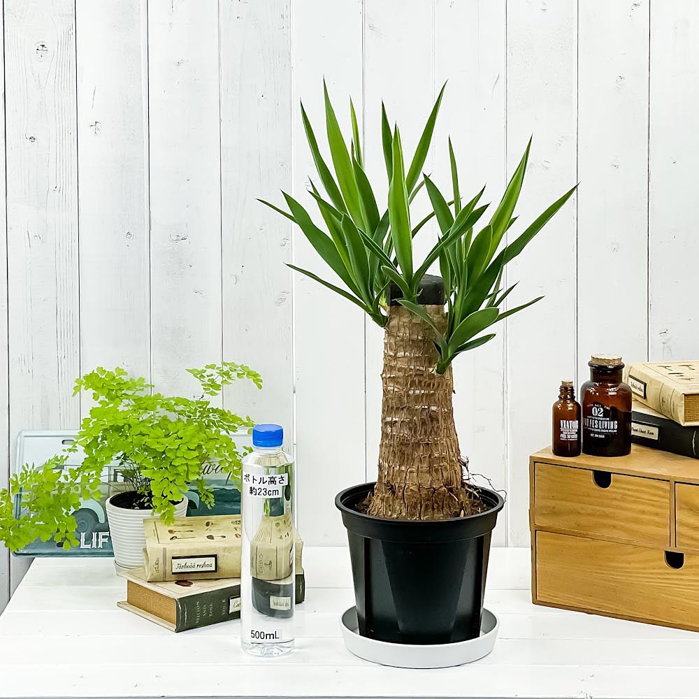 PLANCHU 観葉植物 ユッカ グアテマレンシス 6号鉢 受け皿付き 育て方説明書付き Yucca guatemalensis マヤツリー