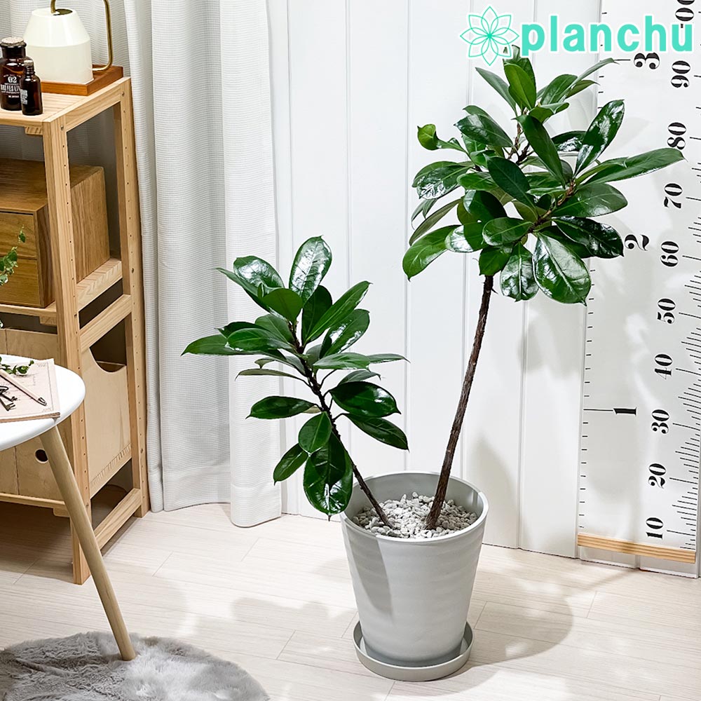 PLANCHU 観葉植物 フィカス キアティスティプラ 8号鉢 受け皿付き 育て方説明書付き Ficus cyathistipula ゴムの木 レア品種 大株 大鉢 充実株
