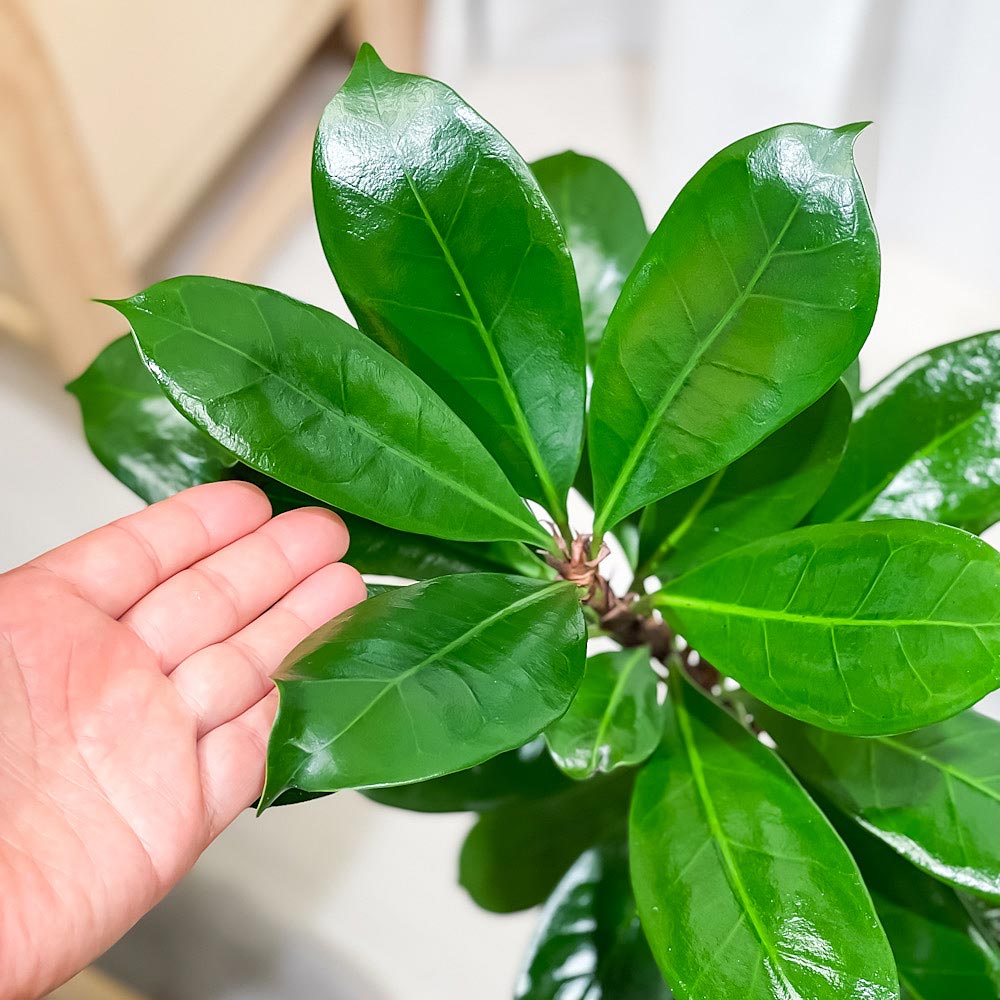 PLANCHU 観葉植物 フィカス キアティスティプラ 8号鉢 受け皿付き 育て方説明書付き Ficus cyathistipula ゴムの木 レア品種 大株 大鉢 充実株