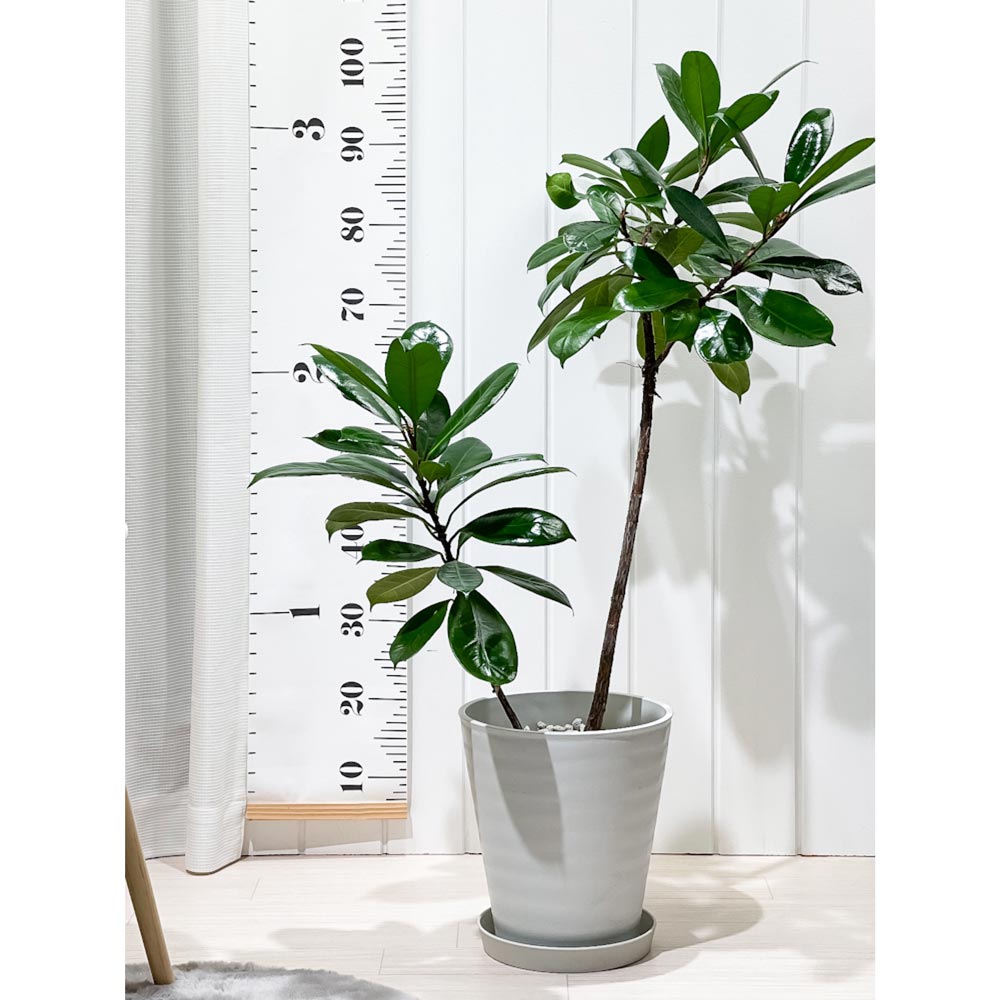 PLANCHU 観葉植物 フィカス キアティスティプラ 8号鉢 受け皿付き 育て方説明書付き Ficus cyathistipula ゴムの木 レア品種 大株 大鉢 充実株