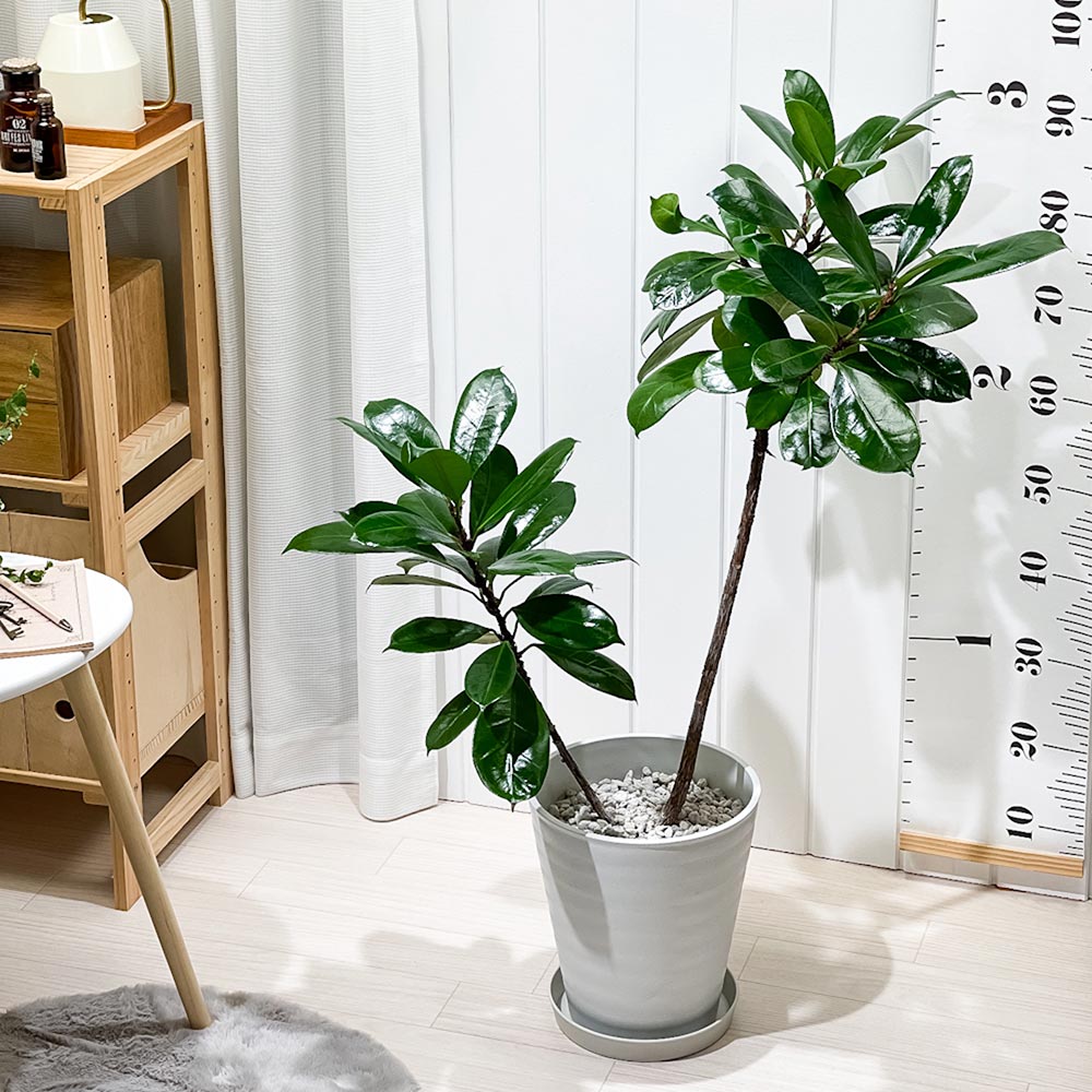 PLANCHU 観葉植物 フィカス キアティスティプラ 8号鉢 受け皿付き 育て方説明書付き Ficus cyathistipula ゴムの木 レア品種 大株 大鉢 充実株