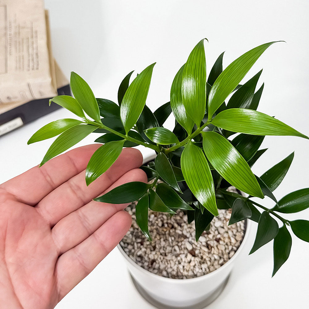PLANCHU 観葉植物 ナギ 4号鉢 受け皿付き 育て方説明書付き Nageia nagi 梛 神の宿る木 幸せを呼ぶ木 縁結びの木 夫婦円満の木