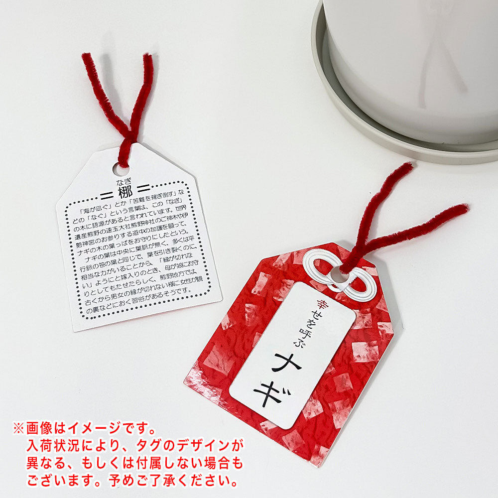 PLANCHU 観葉植物 ナギ 4号鉢 受け皿付き 育て方説明書付き Nageia nagi 梛 神の宿る木 幸せを呼ぶ木 縁結びの木 夫婦円満の木