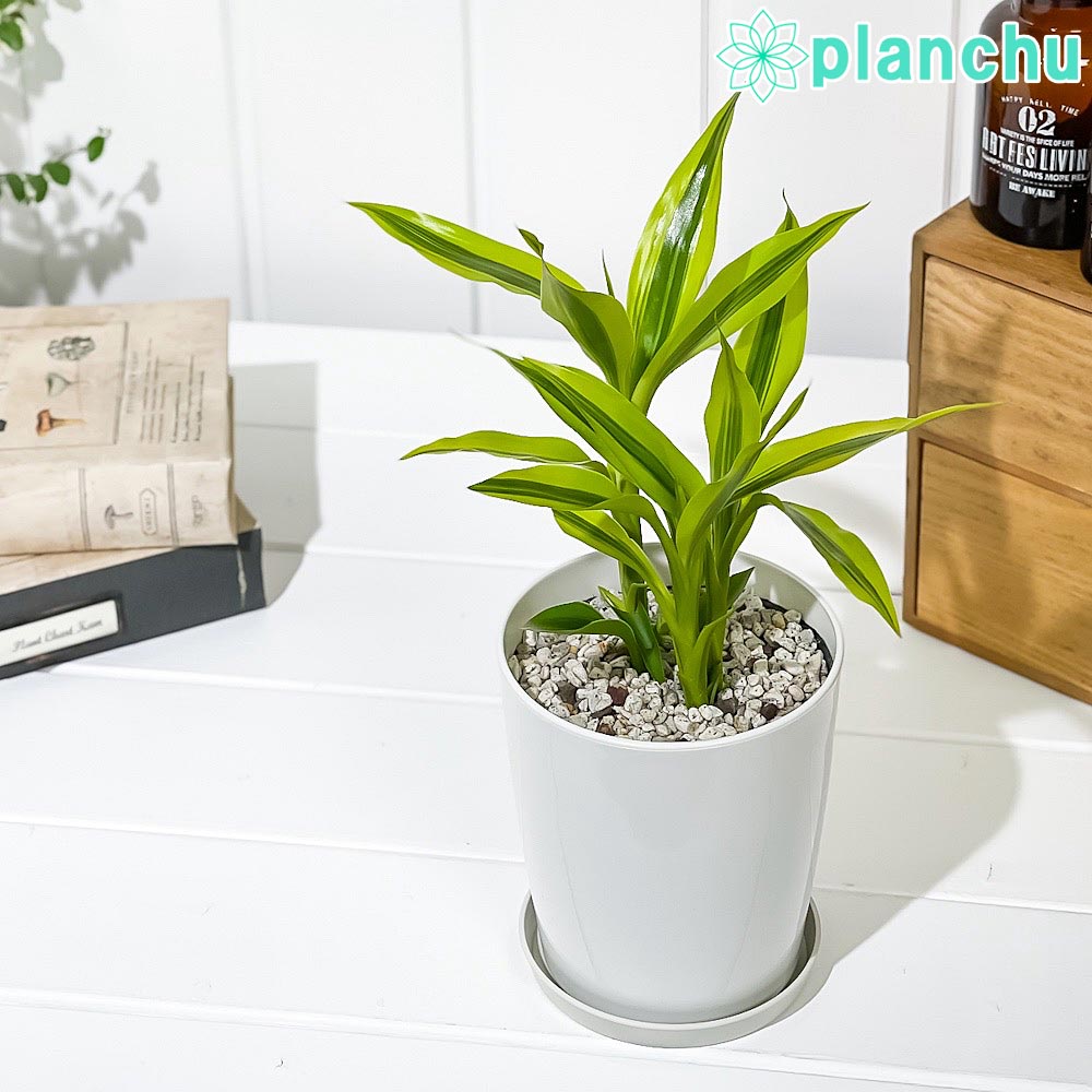 PLANCHU 観葉植物 ドラセナ サンデリアーナ ゴールデン 4号鉢 受け皿付き 育て方説明書付き Dracaena sanderiana ‘Golden’ 銀葉千年木