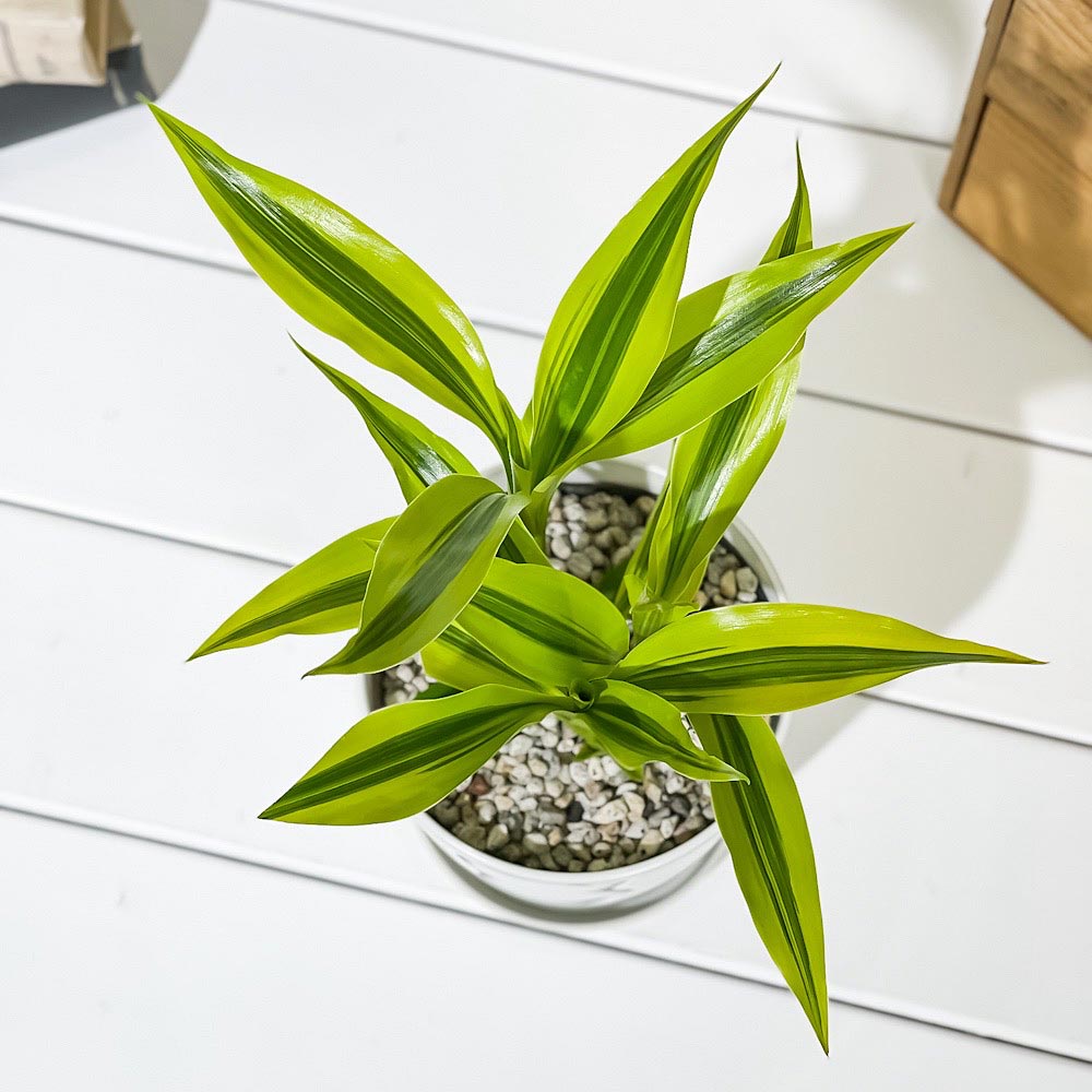 PLANCHU 観葉植物 ドラセナ サンデリアーナ ゴールデン 4号鉢 受け皿付き 育て方説明書付き Dracaena sanderiana ‘Golden’ 銀葉千年木