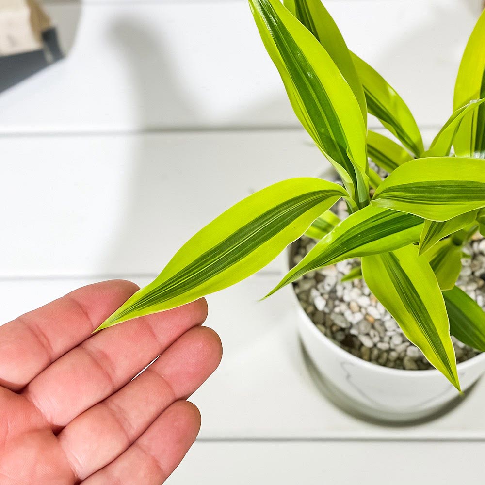 PLANCHU 観葉植物 ドラセナ サンデリアーナ ゴールデン 4号鉢 受け皿付き 育て方説明書付き Dracaena sanderiana ‘Golden’ 銀葉千年木