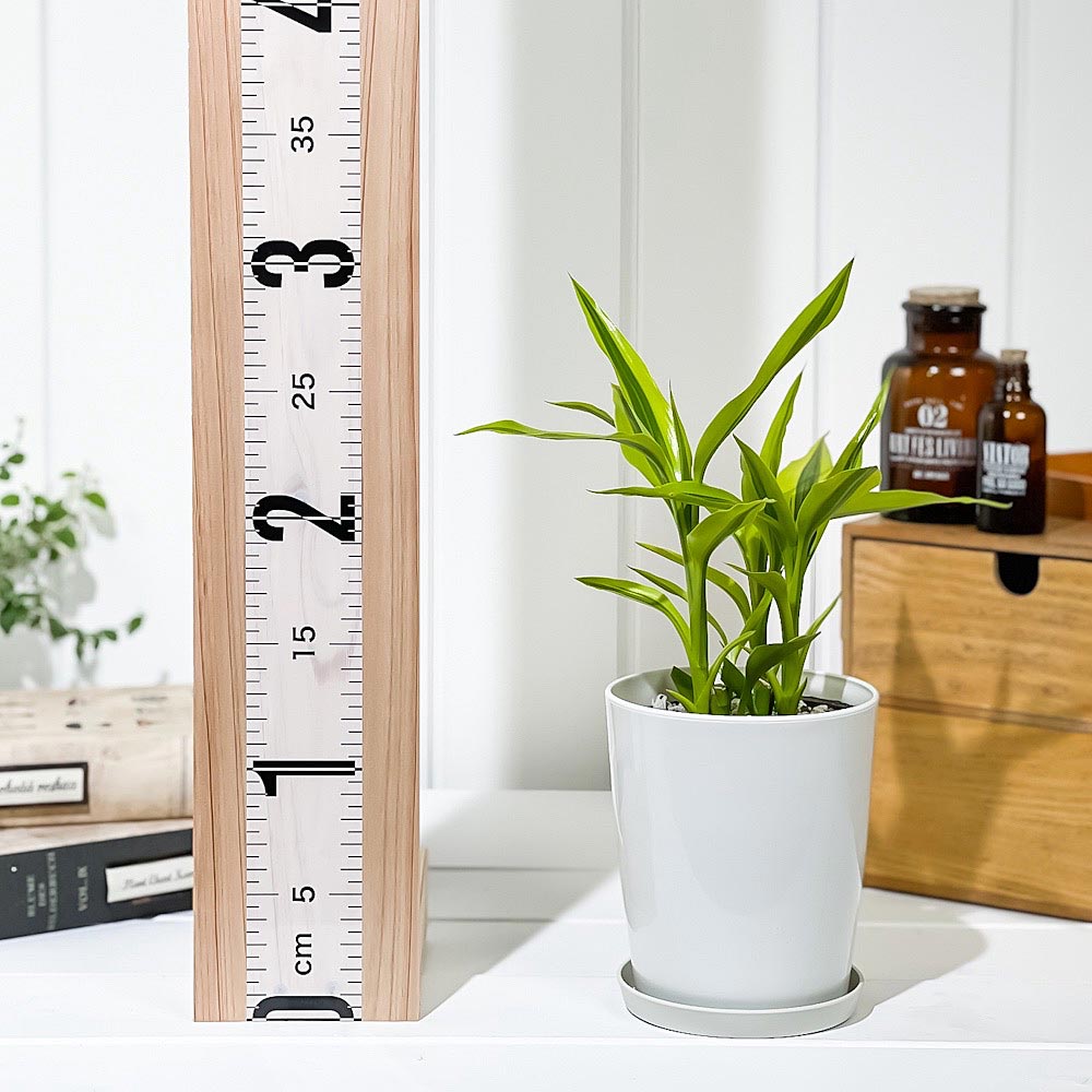 PLANCHU 観葉植物 ドラセナ サンデリアーナ ゴールデン 4号鉢 受け皿付き 育て方説明書付き Dracaena sanderiana ‘Golden’ 銀葉千年木