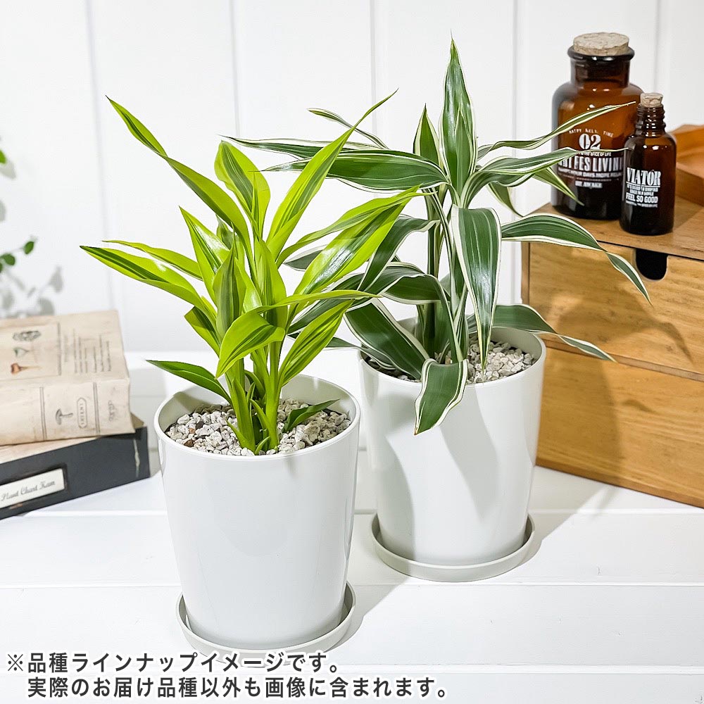 PLANCHU 観葉植物 ドラセナ サンデリアーナ ゴールデン 4号鉢 受け皿付き 育て方説明書付き Dracaena sanderiana ‘Golden’ 銀葉千年木