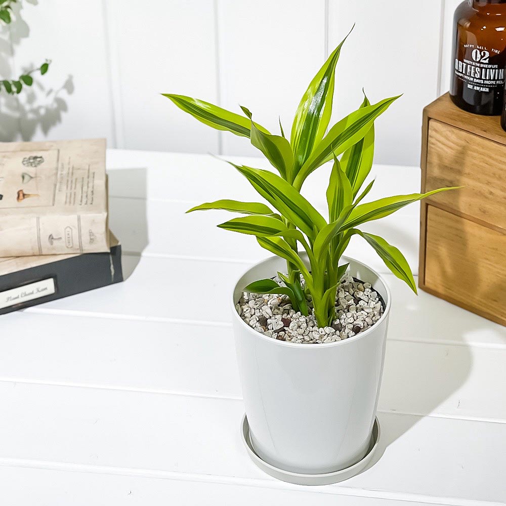 PLANCHU 観葉植物 ドラセナ サンデリアーナ ゴールデン 4号鉢 受け皿付き 育て方説明書付き Dracaena sanderiana ‘Golden’ 銀葉千年木