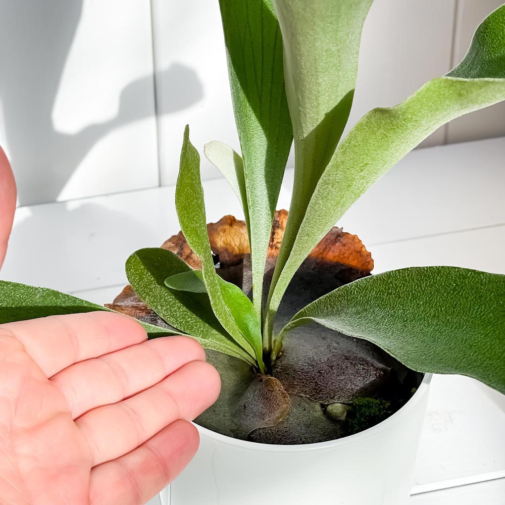 PLANCHU 観葉植物 ビカクシダ ビフルカツム 4号鉢 受け皿付き 育て方説明書付き Platycerium Bifurcatum プラティケリウム ビカクシダ シダ