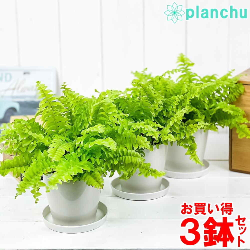 PLANCHU 観葉植物 ネフロレピス ツデー 3.5号鉢 3鉢セット 受け皿付き 育て方説明書付き Nephrolepis exaltata ‘Teddy Junior’ シダ ボストンファーン ボストンファン