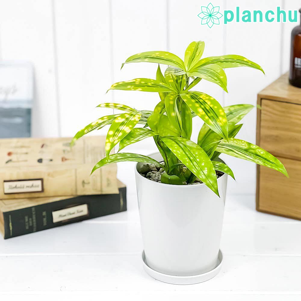 PLANCHU 観葉植物 ドラセナ ファニータ 4号鉢 受け皿付き Dracaena