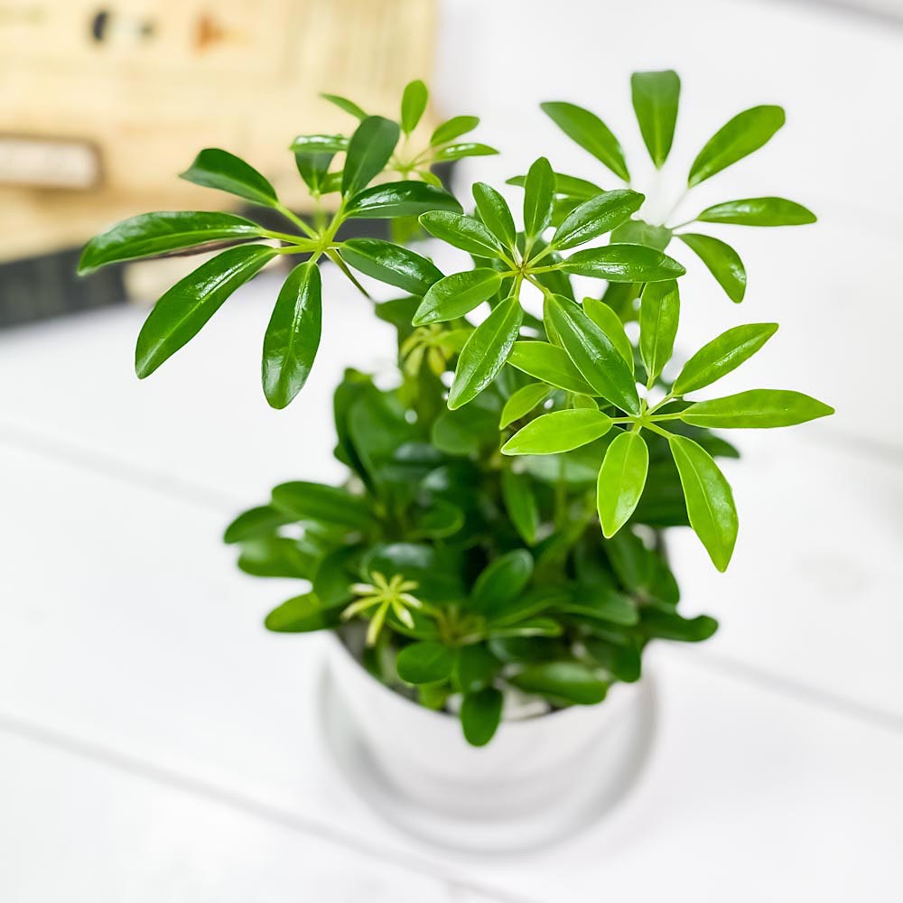 PLANCHU 観葉植物 シェフレラ アルボリコラ コンパクタ 3.5号鉢 受け皿付き 育て方説明書付き Schefflera arboricola ‘Compacta’ ホンコン カポック