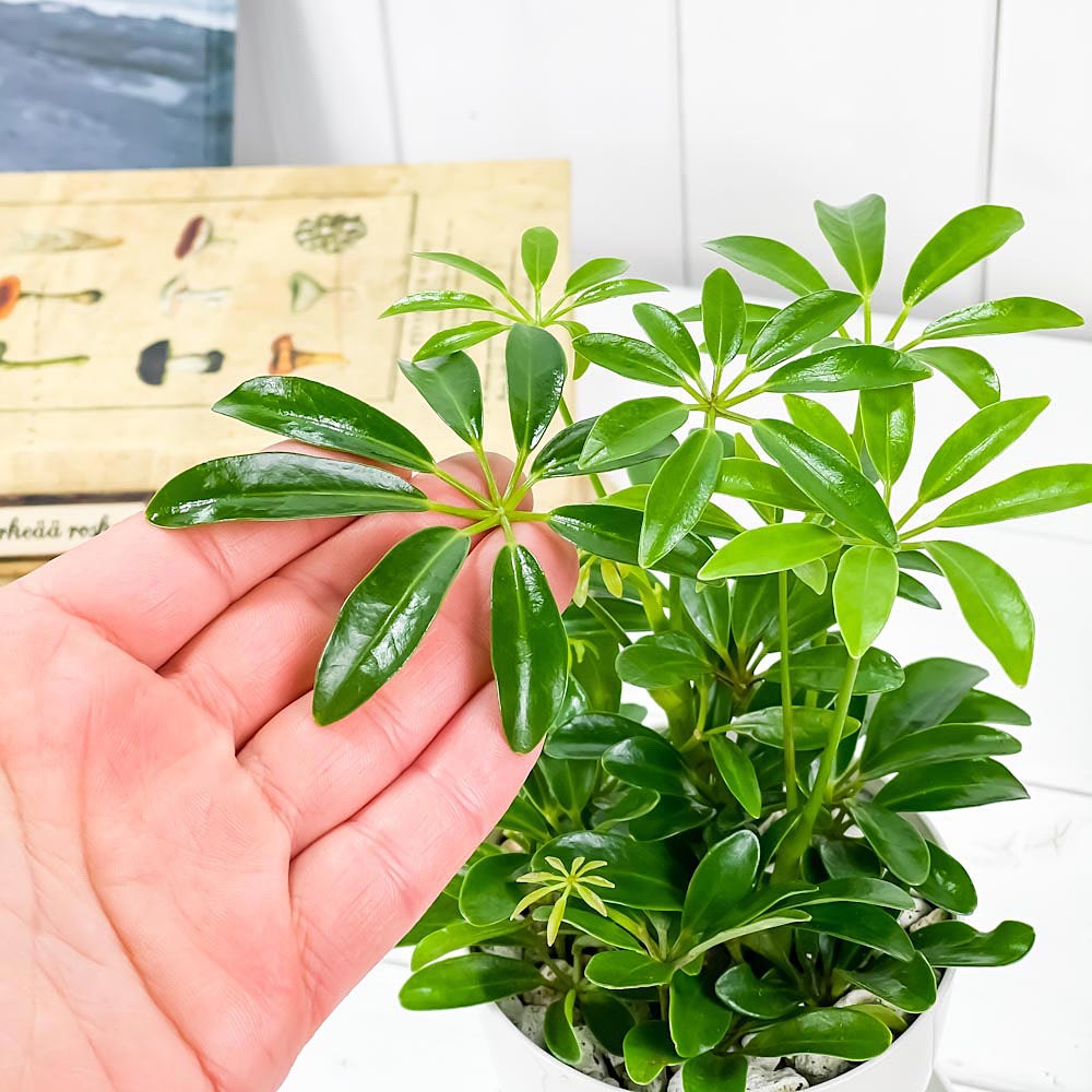 PLANCHU 観葉植物 シェフレラ アルボリコラ コンパクタ 3.5号鉢 受け皿付き 育て方説明書付き Schefflera arboricola ‘Compacta’ ホンコン カポック