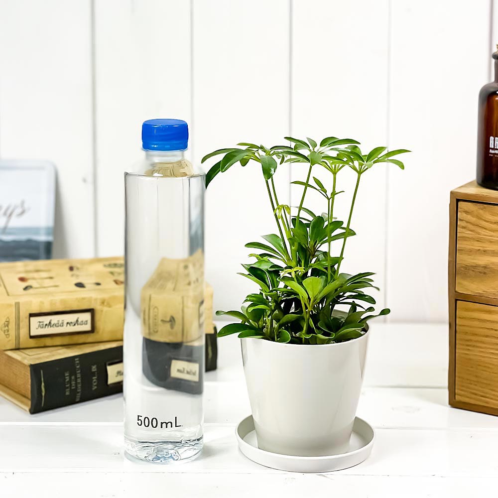 PLANCHU 観葉植物 シェフレラ アルボリコラ コンパクタ 3.5号鉢 受け皿付き 育て方説明書付き Schefflera arboricola ‘Compacta’ ホンコン カポック