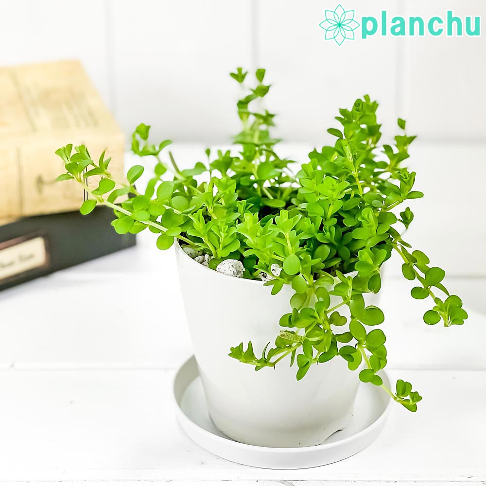 PLANCHU 観葉植物 ペペロミア デピーナ 3.5号鉢 受け皿付き 育て方説明書付き Peperomia deppeana アロマペペ