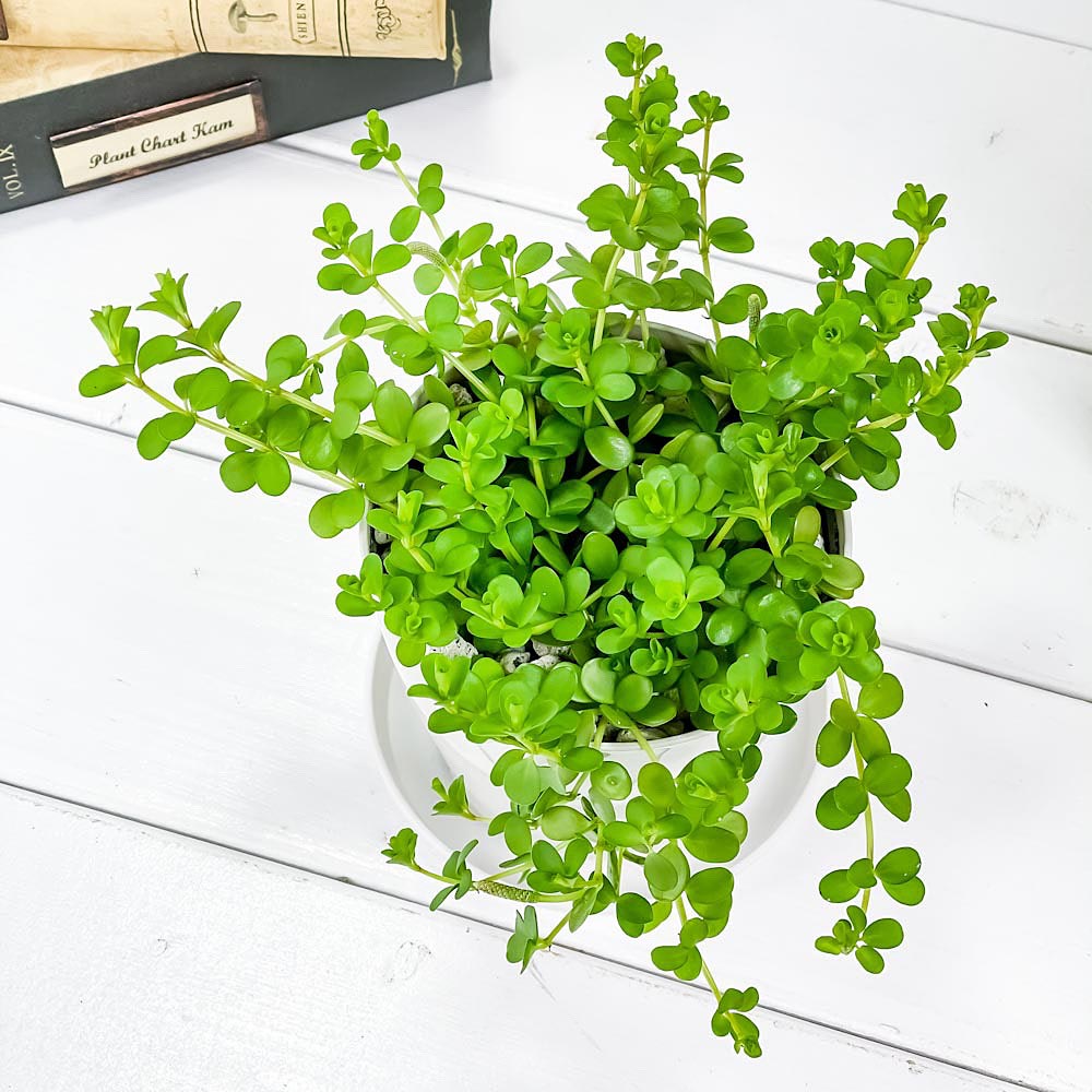 PLANCHU 観葉植物 ペペロミア デピーナ 3.5号鉢 受け皿付き 育て方説明書付き Peperomia deppeana アロマペペ