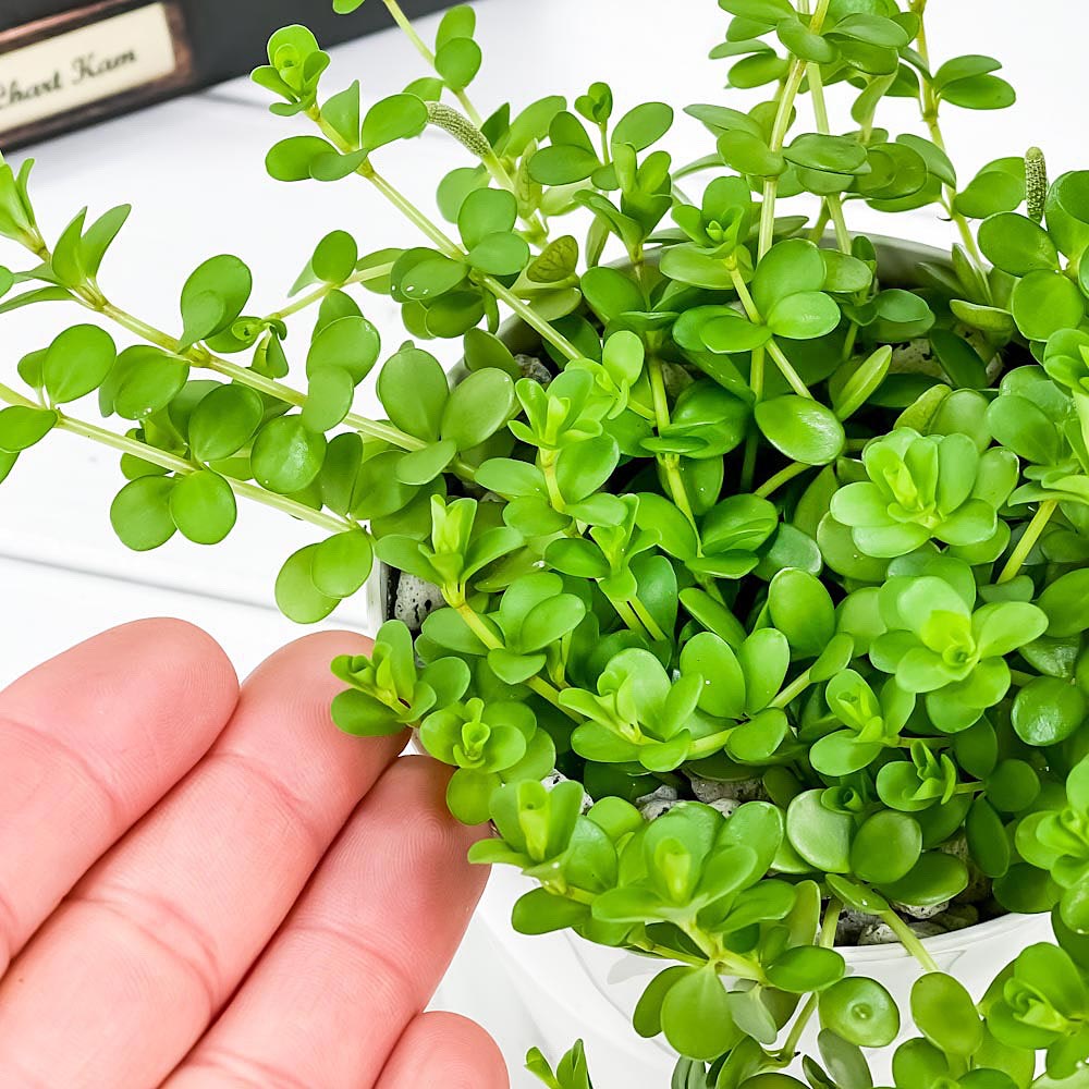 PLANCHU 観葉植物 ペペロミア デピーナ 3.5号鉢 受け皿付き 育て方説明書付き Peperomia deppeana アロマペペ