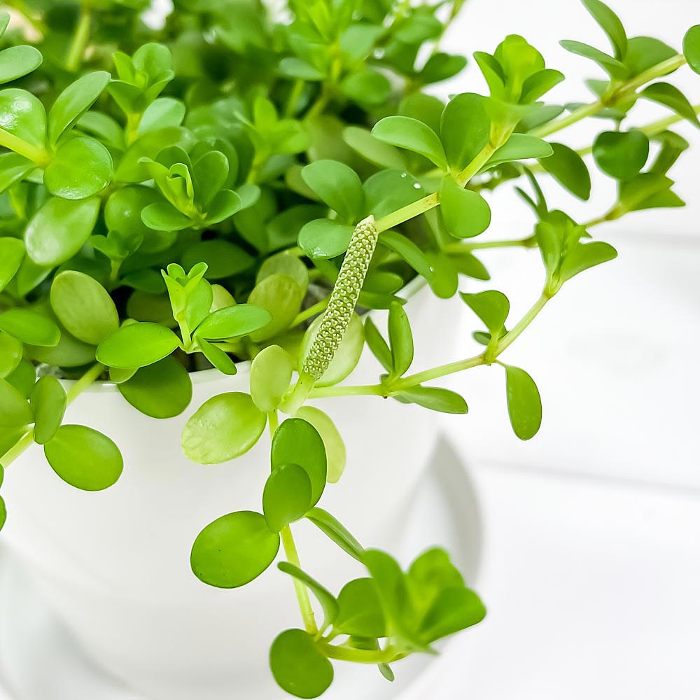 PLANCHU 観葉植物 ペペロミア デピーナ 3.5号鉢 受け皿付き 育て方説明書付き Peperomia deppeana アロマペペ