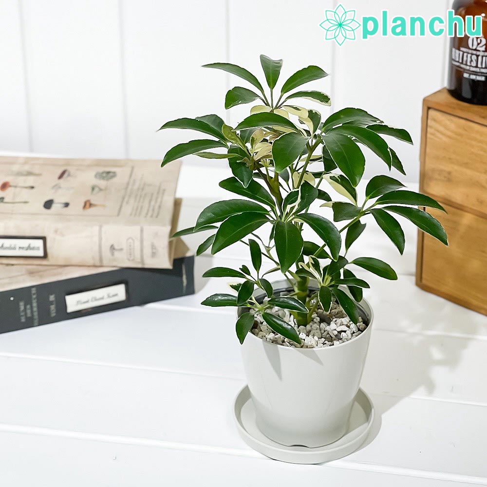 PLANCHU 観葉植物 シェフレラ アルボリコラ ムーンドロップ 3.5号鉢