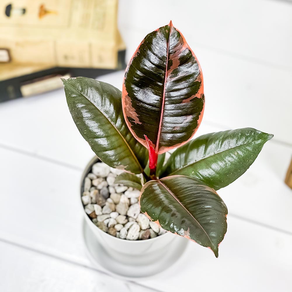 PLANCHU 観葉植物 フィカス ルビー 3.5号鉢 受け皿付き 育て方説明書付き Ficus elastica ‘Ruby’ ゴムノキ ゴムの木 インドゴムノキ