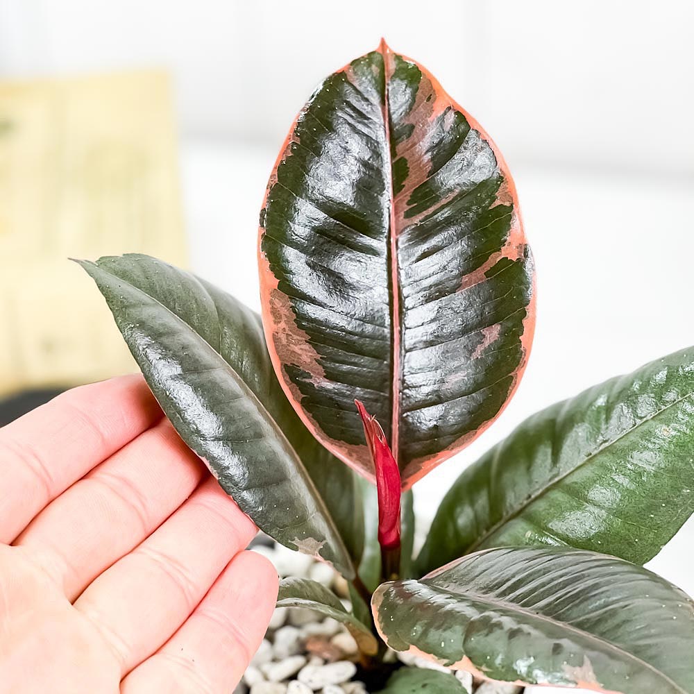 PLANCHU 観葉植物 フィカス ルビー 3.5号鉢 受け皿付き 育て方説明書付き Ficus elastica ‘Ruby’ ゴムノキ ゴムの木 インドゴムノキ