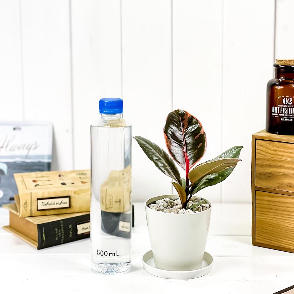 PLANCHU 観葉植物 フィカス ルビー 3.5号鉢 受け皿付き 育て方説明書付き Ficus elastica ‘Ruby’ ゴムノキ ゴムの木 インドゴムノキ