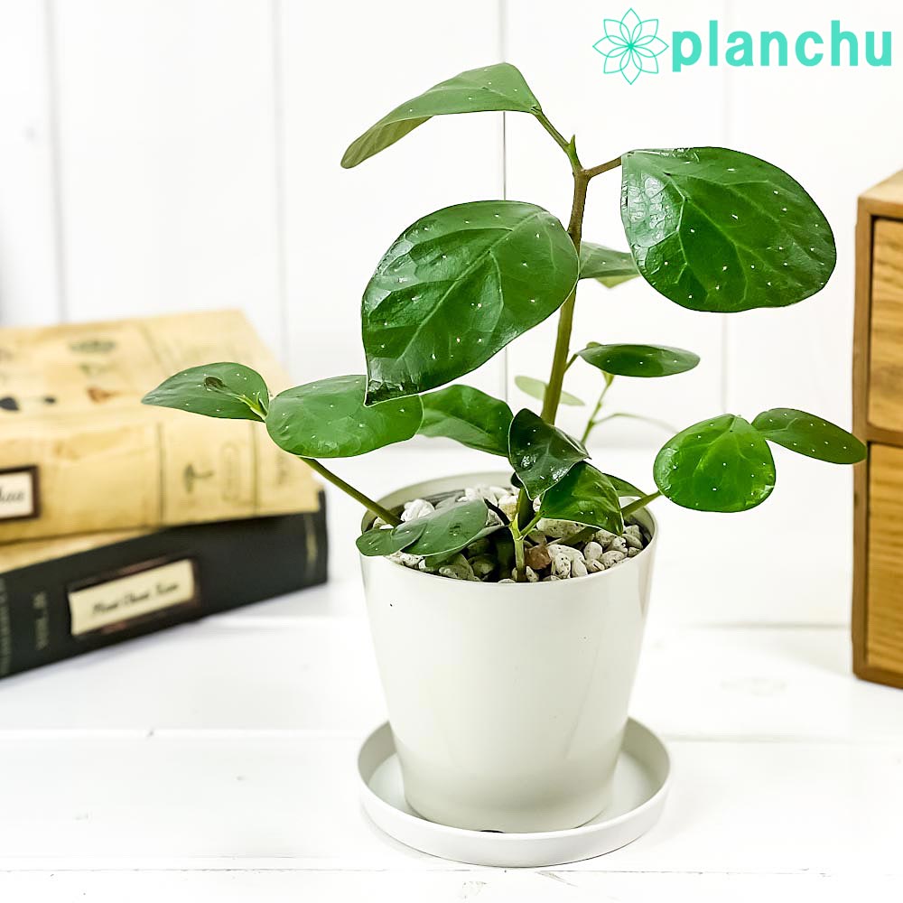 PLANCHU 観葉植物 フィカス デルトイデア 3.5号鉢 受け皿付き 育て方説明書付き Ficus deltoidea コバンボダイジュ 小判菩提樹 ゴムノキ ゴムの木
