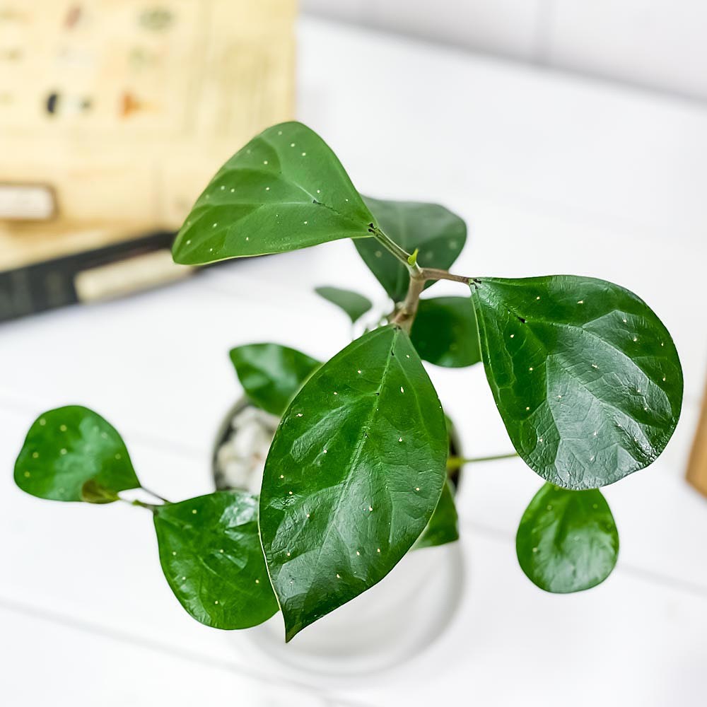 PLANCHU 観葉植物 フィカス デルトイデア 3.5号鉢 受け皿付き 育て方説明書付き Ficus deltoidea コバンボダイジュ 小判菩提樹 ゴムノキ ゴムの木