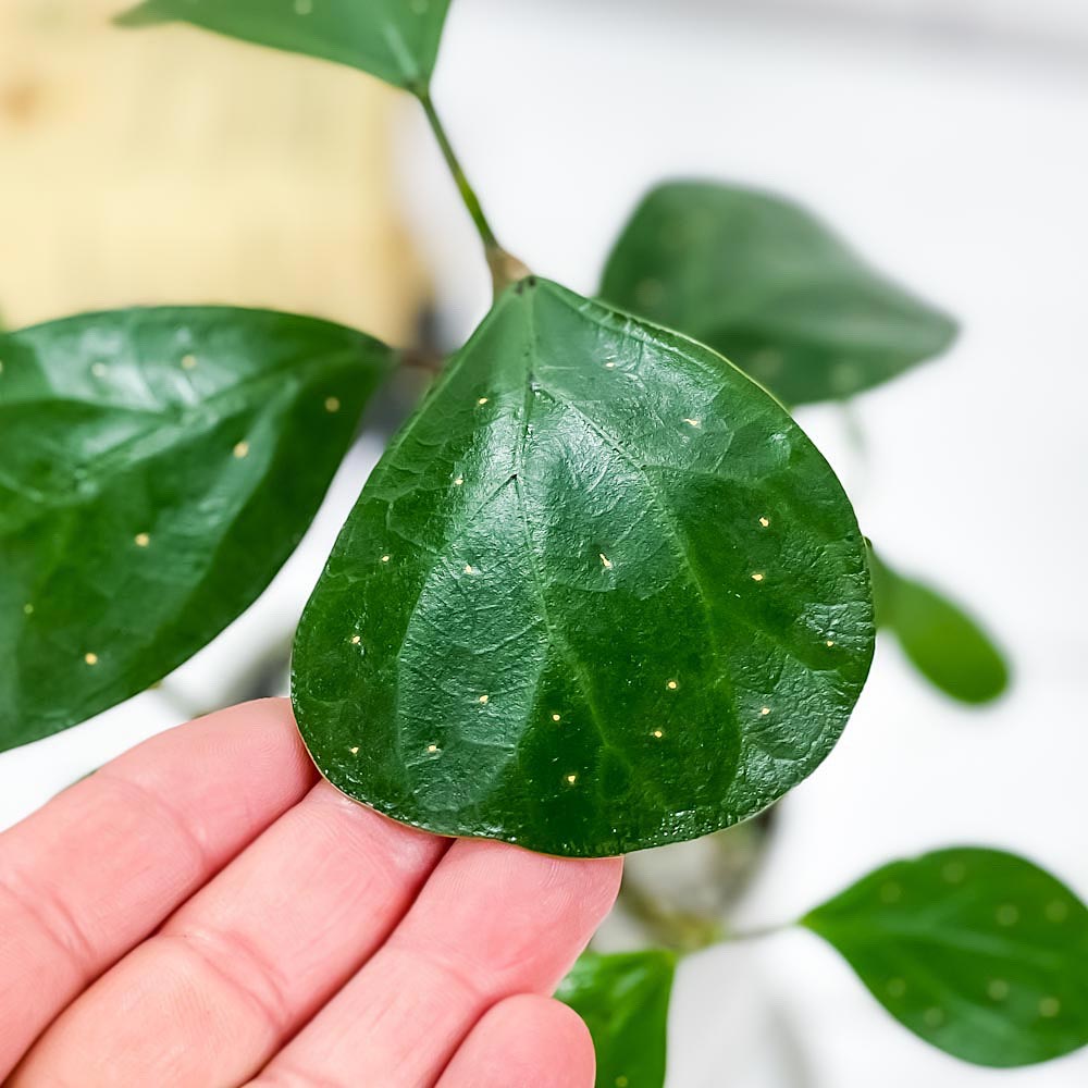 PLANCHU 観葉植物 フィカス デルトイデア 3.5号鉢 受け皿付き 育て方説明書付き Ficus deltoidea コバンボダイジュ 小判菩提樹 ゴムノキ ゴムの木