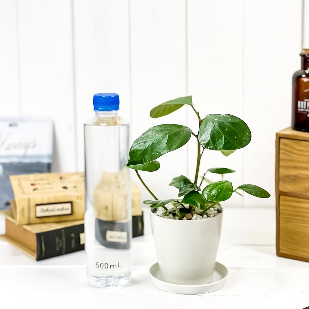 PLANCHU 観葉植物 フィカス デルトイデア 3.5号鉢 受け皿付き 育て方説明書付き Ficus deltoidea コバンボダイジュ 小判菩提樹 ゴムノキ ゴムの木