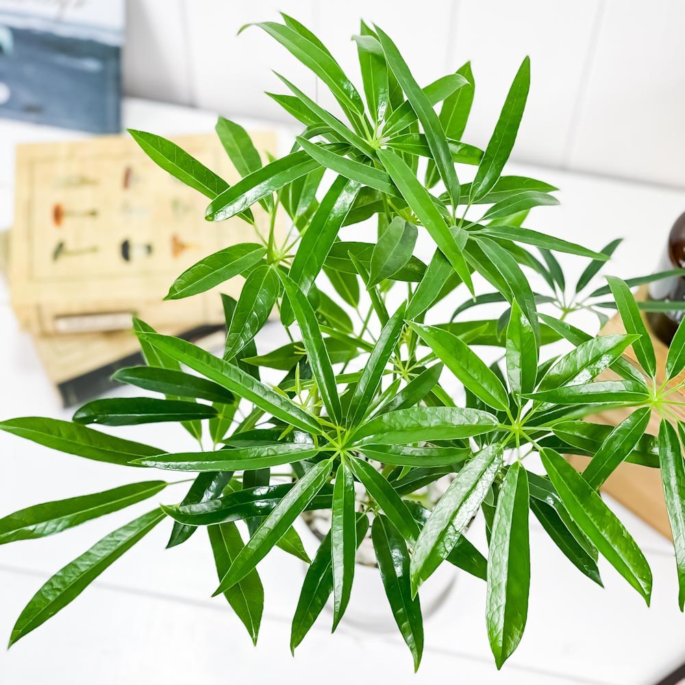 PLANCHU 観葉植物 シェフレラ アンガスティフォリア 4号鉢 受け皿付き 育て方説明書付き Schefflera angustifolia