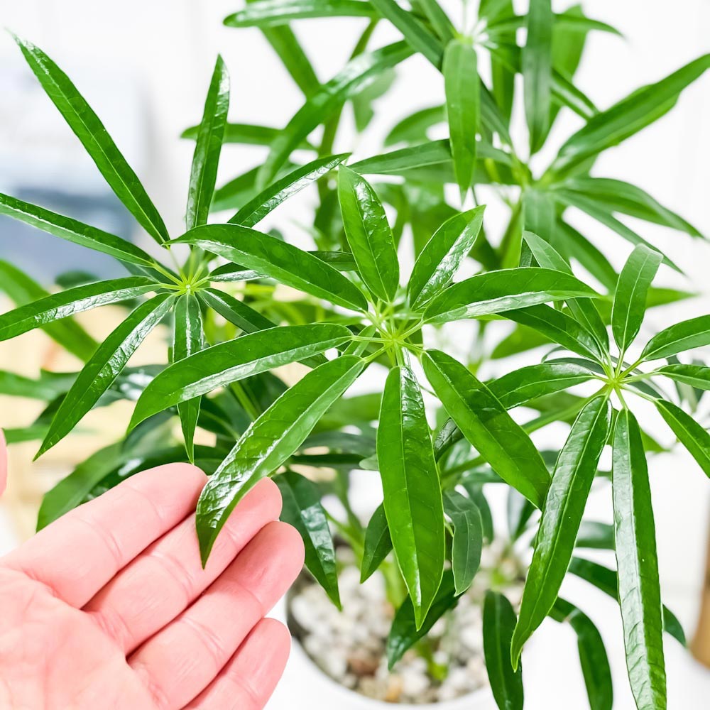 PLANCHU 観葉植物 シェフレラ アンガスティフォリア 4号鉢 受け皿付き 育て方説明書付き Schefflera angustifolia