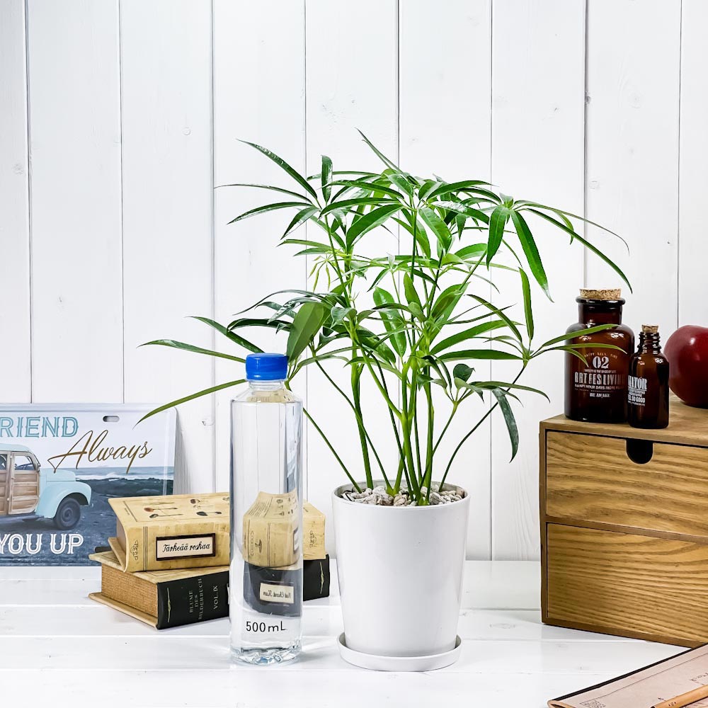 PLANCHU 観葉植物 シェフレラ アンガスティフォリア 4号鉢 受け皿付き 育て方説明書付き Schefflera angustifolia
