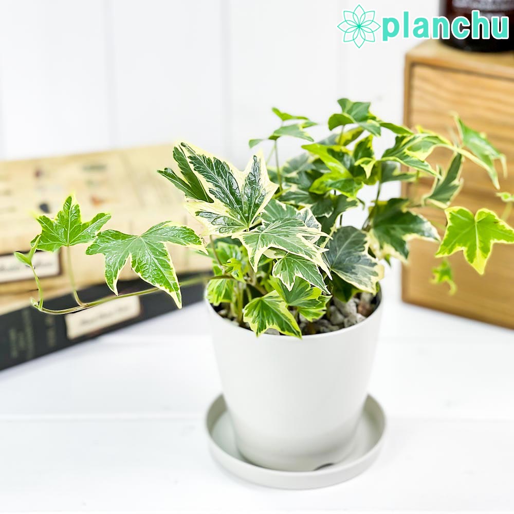 PLANCHU 観葉植物 ヘデラ ヘリックス 品種おまかせ 3.5号鉢 受け皿付き 育て方説明書付き Hedera helix cv. セイヨウキヅタ アイビー