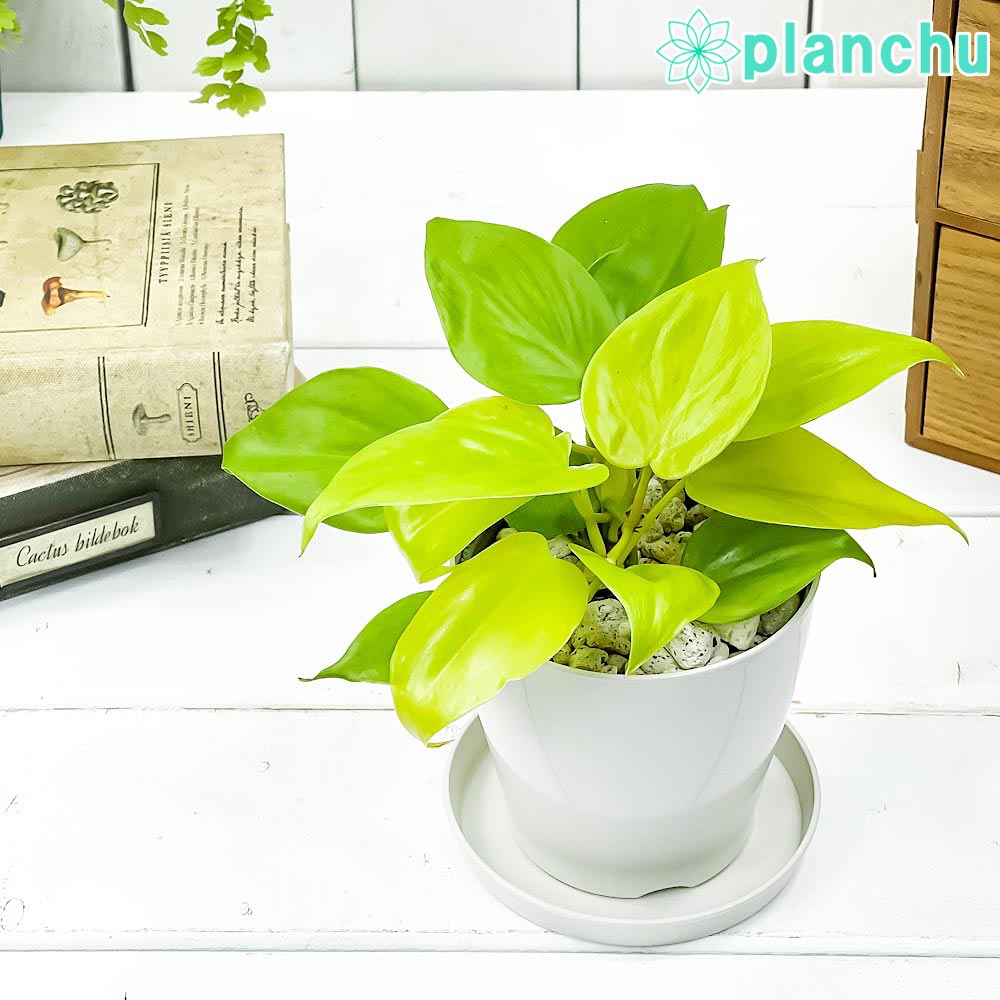PLANCHU 観葉植物 フィロデンドロン オキシカルディウム ライム 3.5号