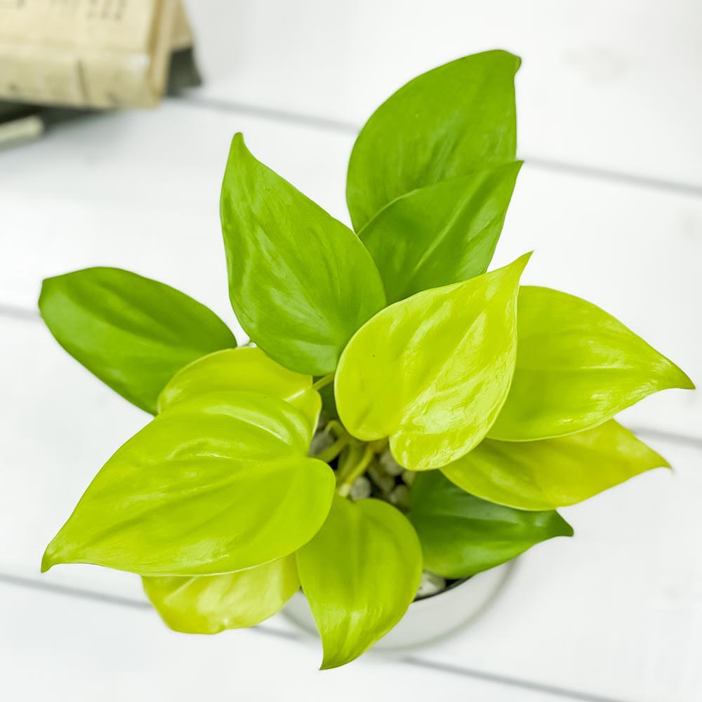 PLANCHU 観葉植物 フィロデンドロン オキシカルディウム ライム 3.5号鉢 受け皿付き 育て方説明書付き Philodendron oxycardium ‘Lime’ オキシカルジューム アロイド