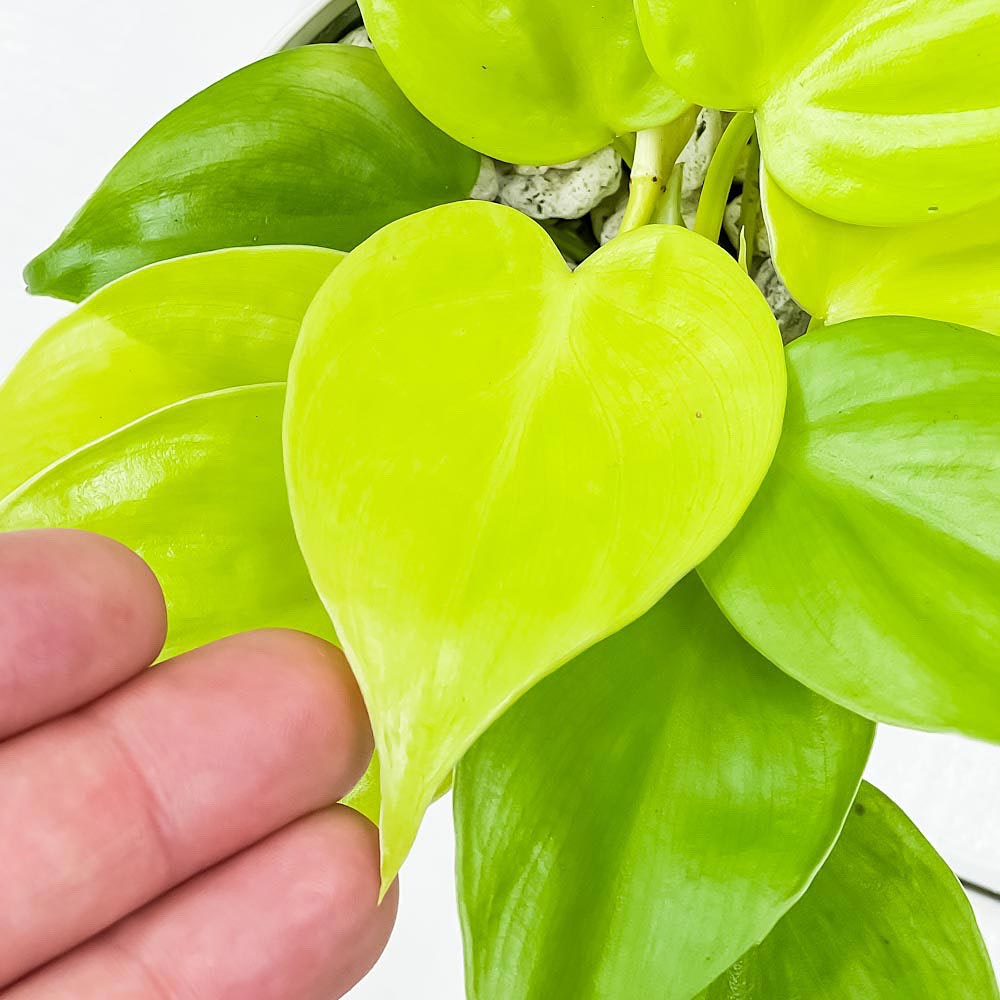 PLANCHU 観葉植物 フィロデンドロン オキシカルディウム ライム 3.5号鉢 受け皿付き 育て方説明書付き Philodendron oxycardium ‘Lime’ オキシカルジューム アロイド