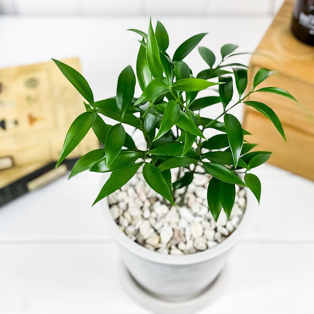 PLANCHU 観葉植物 ナギ 5号樹脂鉢 ホワイト サスティー付き 受け皿付き 育て方説明書付き Nageia nagi 梛 神の宿る木 幸せを呼ぶ木 縁結びの木 夫婦円満の木 ナギの木