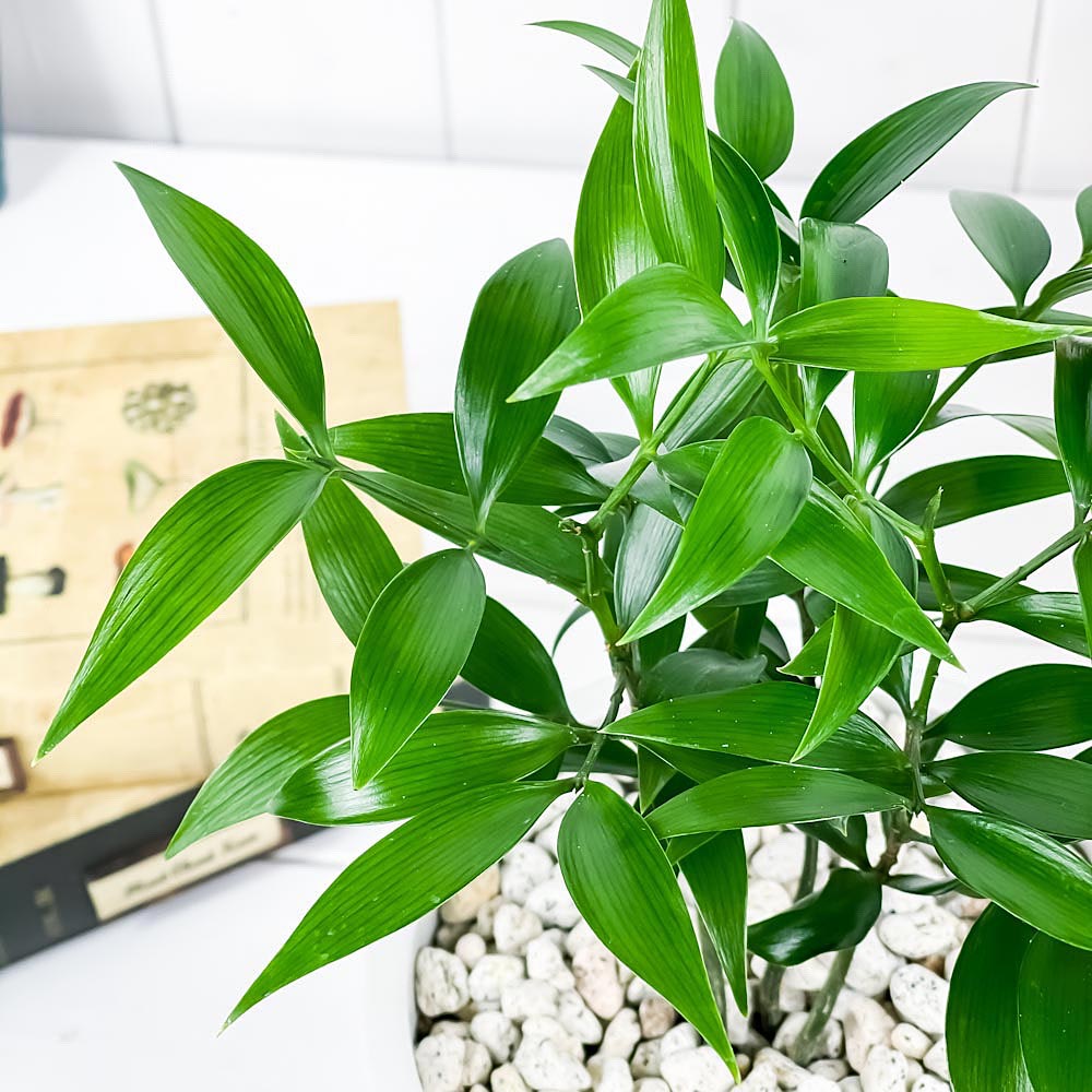 PLANCHU 観葉植物 ナギ 5号樹脂鉢 ホワイト サスティー付き 受け皿付き 育て方説明書付き Nageia nagi 梛 神の宿る木 幸せを呼ぶ木 縁結びの木 夫婦円満の木 ナギの木